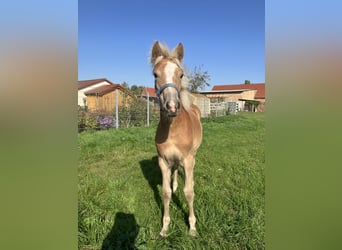 Haflinger, Mare, Foal (04/2025), Chestnut-Red