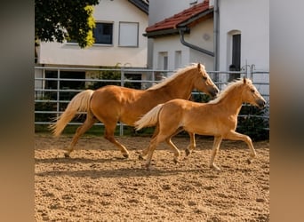Haflinger, Mare, Foal (03/2026)