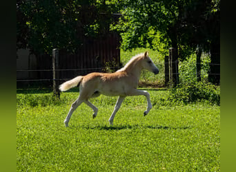 Haflinger, Mare, Foal (03/2026)