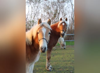 Haflinger, Mare, Foal (03/2024)