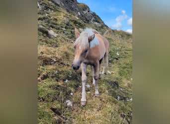 Haflinger, Mare, Foal (03/2025), Sorrel