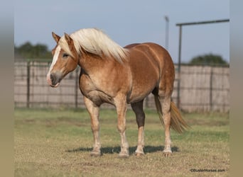 Haflinger, Merrie, 10 Jaar, 142 cm, Donkere-vos