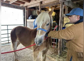 Haflinger, Merrie, 10 Jaar, 142 cm, Palomino