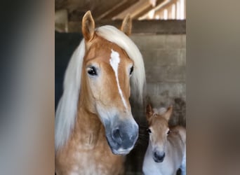 Haflinger, Merrie, 10 Jaar, 146 cm, Vos