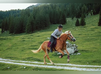 Haflinger, Merrie, 10 Jaar, 147 cm