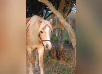 Haflinger, Merrie, 10 Jaar, 148 cm