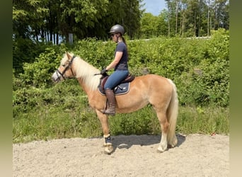 Haflinger, Merrie, 10 Jaar, 148 cm, Vos