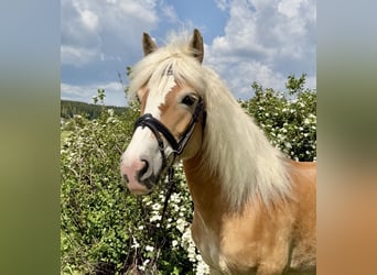 Haflinger, Merrie, 10 Jaar, 148 cm, Vos