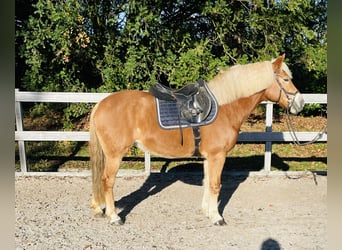 Haflinger, Merrie, 10 Jaar, 151 cm, Falbe