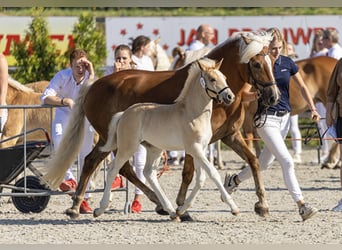 Haflinger, Merrie, 10 Jaar, 154 cm, Vos