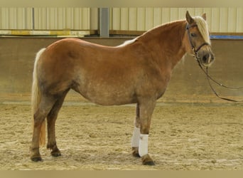 Haflinger, Merrie, 10 Jaar, 155 cm, Vos