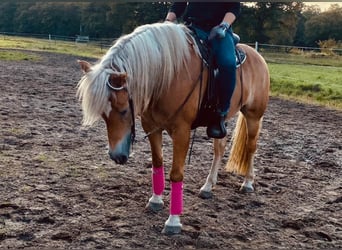 Haflinger, Merrie, 10 Jaar, 156 cm, Vos