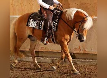 Haflinger, Merrie, 10 Jaar, 156 cm, Vos