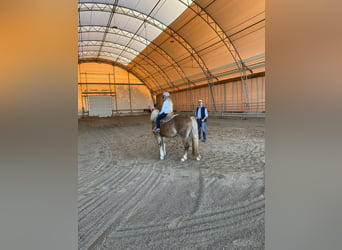 Haflinger, Merrie, 11 Jaar, 138 cm, Vos