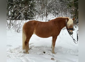 Haflinger, Merrie, 11 Jaar, 147 cm