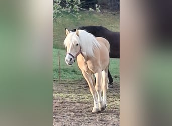 Haflinger, Merrie, 11 Jaar, 148 cm