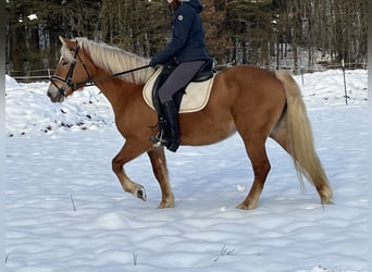 Haflinger, Merrie, 11 Jaar, 148 cm, Lichtbruin