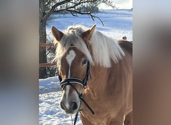 Haflinger, Merrie, 11 Jaar, 148 cm, Lichtbruin