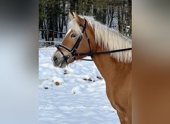 Haflinger, Merrie, 11 Jaar, 148 cm, Lichtbruin