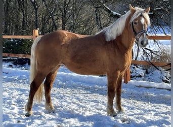 Haflinger, Merrie, 11 Jaar, 148 cm, Lichtbruin