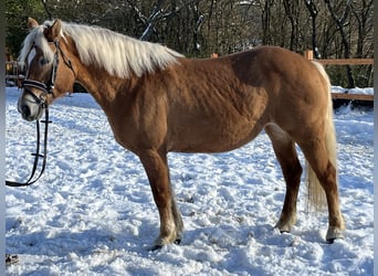 Haflinger, Merrie, 11 Jaar, 148 cm, Lichtbruin