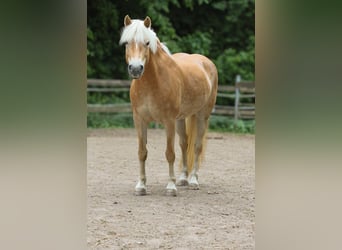 Haflinger, Merrie, 11 Jaar, 149 cm, Vos
