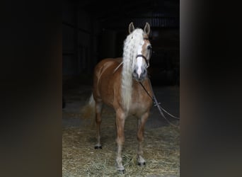 Haflinger, Merrie, 11 Jaar, 150 cm, Lichtbruin