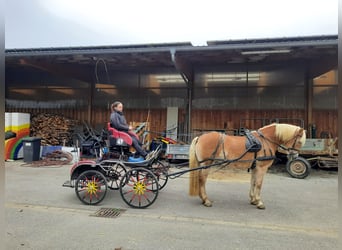 Haflinger, Merrie, 11 Jaar, 153 cm, Vos