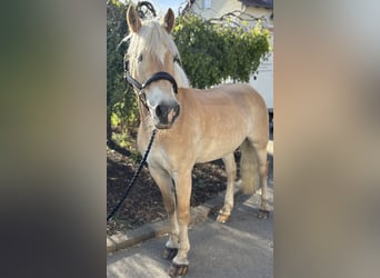 Haflinger, Merrie, 11 Jaar, 155 cm, Vos