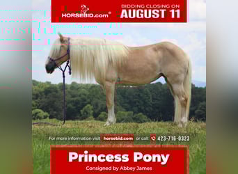 Haflinger, Merrie, 12 Jaar, 140 cm