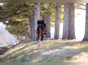 Haflinger, Merrie, 12 Jaar, 142 cm, Buckskin