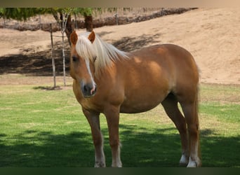 Haflinger, Merrie, 12 Jaar, 142 cm, Palomino