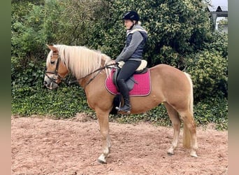 Haflinger, Merrie, 12 Jaar, 145 cm, Vos