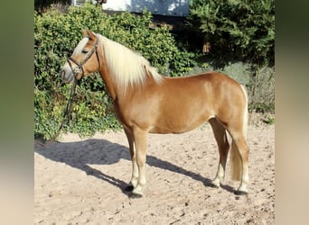 Haflinger, Merrie, 12 Jaar, 145 cm, Vos