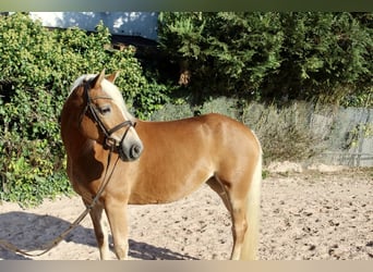 Haflinger, Merrie, 12 Jaar, 145 cm, Vos