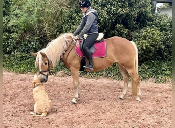 Haflinger, Merrie, 12 Jaar, 145 cm, Vos