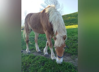 Haflinger, Merrie, 12 Jaar, 147 cm, Bruin