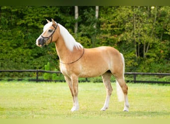 Haflinger, Merrie, 12 Jaar, 147 cm, Palomino