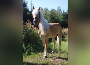 Haflinger, Merrie, 12 Jaar, 148 cm