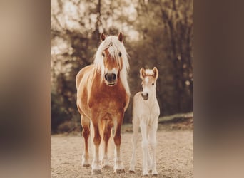 Haflinger, Merrie, 12 Jaar, 148 cm, Vos