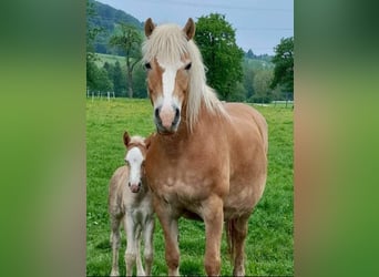 Haflinger, Merrie, 12 Jaar, 148 cm, Vos