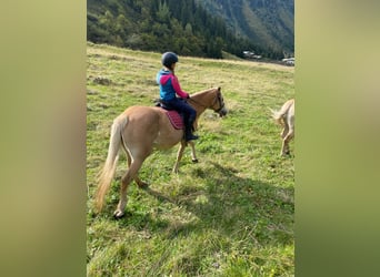 Haflinger, Merrie, 12 Jaar, 148 cm, Vos