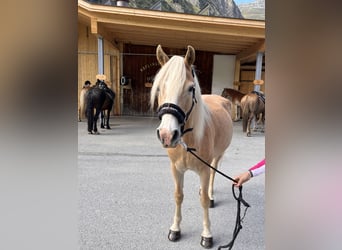 Haflinger, Merrie, 12 Jaar, 148 cm, Vos