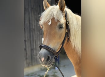 Haflinger, Merrie, 12 Jaar, 150 cm, Vos