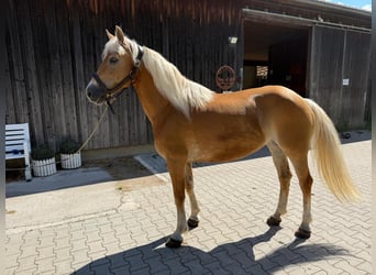 Haflinger, Merrie, 12 Jaar, 150 cm, Vos