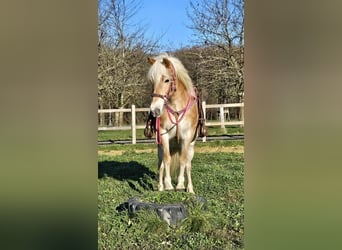 Haflinger, Merrie, 12 Jaar, 150 cm, Vos