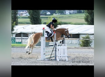 Haflinger, Merrie, 12 Jaar, 151 cm, Vos