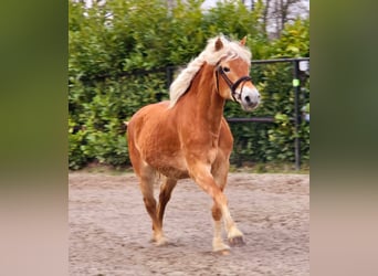 Haflinger, Merrie, 12 Jaar, 153 cm