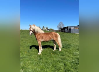 Haflinger, Merrie, 12 Jaar, 155 cm, Vos