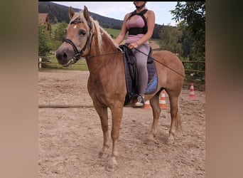 Haflinger, Merrie, 13 Jaar, 147 cm, Vos